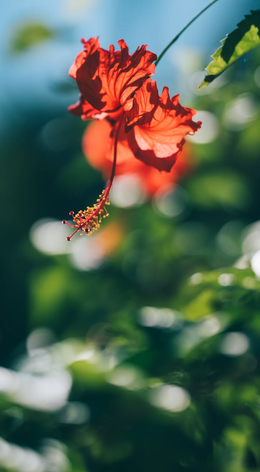 陽を受ける沖縄の花